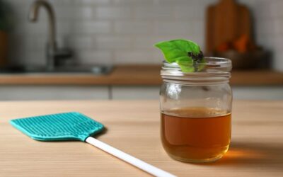 Effective Tips on How to Get Rid of House Flies Indoors Quickly and Safely