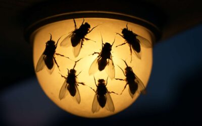 Are Flies Attracted to Light? Unveiling the Truth Behind Their Light Attraction Behavior