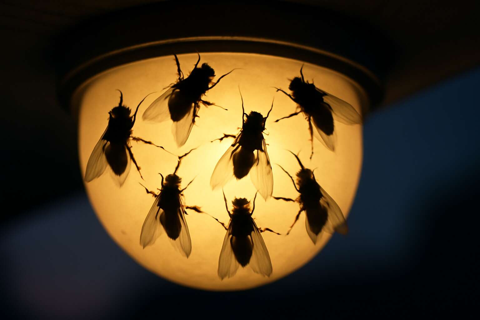are flies attracted to light