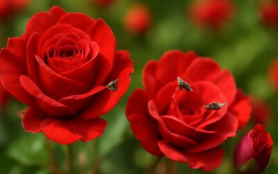 The Secret Allure of Flies on Roses: Nature’s Intriguing Dance of Beauty and Pest