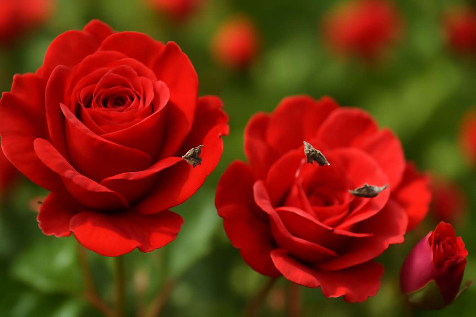 flies on roses