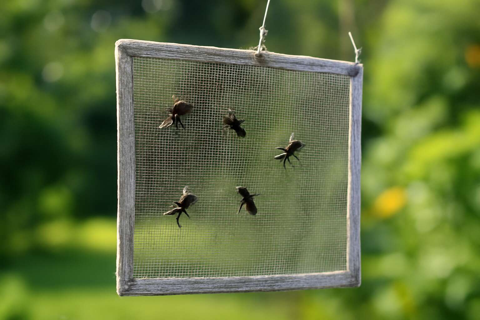 fly traps net