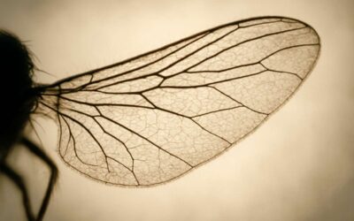 How Flies Wings Cure and Disease Reveal Nature’s Unexpected Healing Secrets
