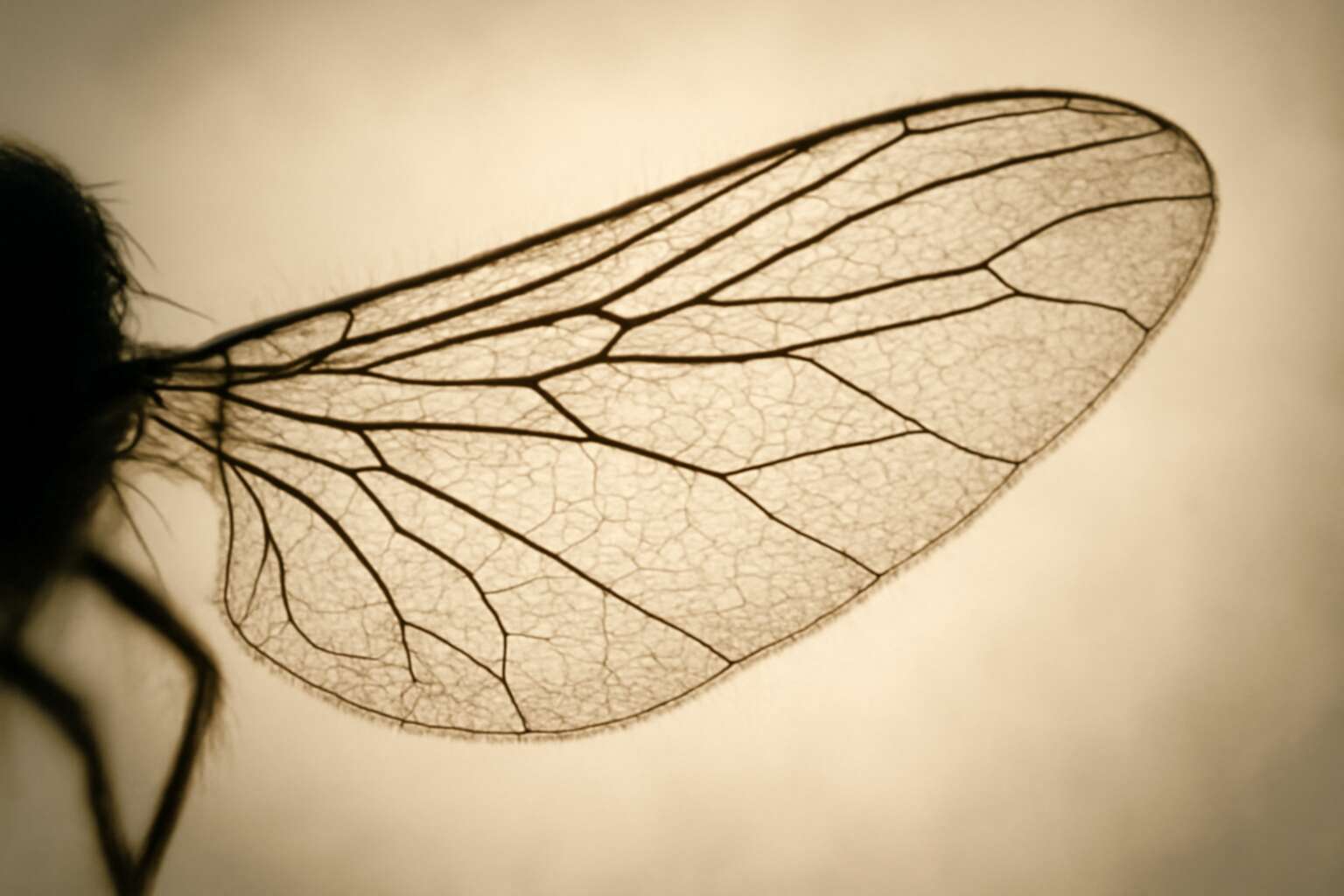 generated_image_687a5868a8019.jpg flies wings cure and disease