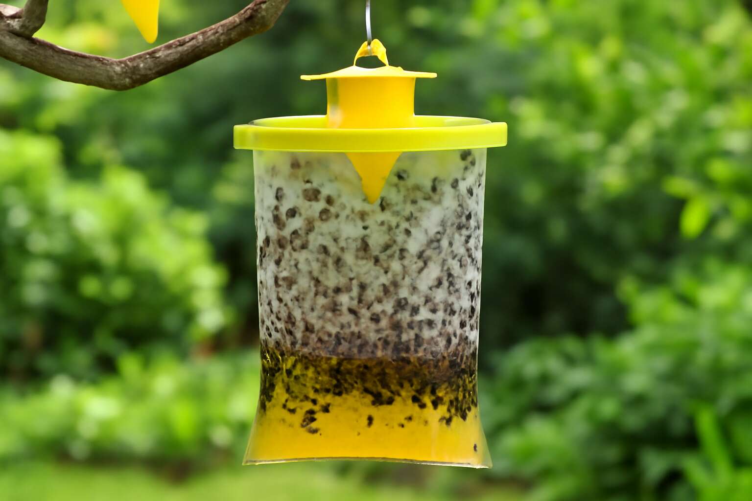 generated_image_688e32c407a2d.jpg fly traps outdoor amazon