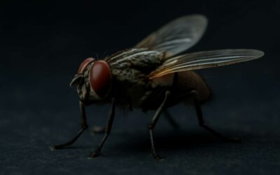 Can Flies Fly in the Dark? Uncover the Surprising Truth About Flies’ Nighttime Abilities