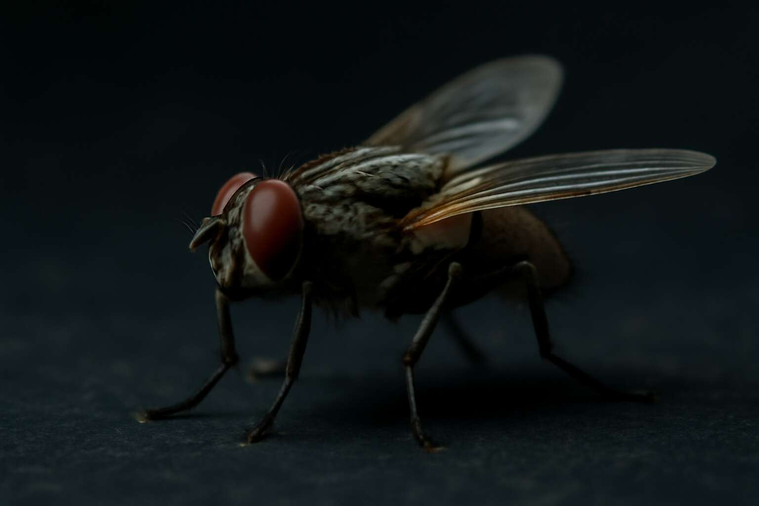 can flies fly in the dark