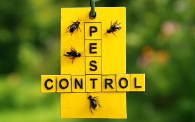 Master the Challenge: Solving the Fly Traps Crossword NYT for Fun and Brain Boosting Rewards