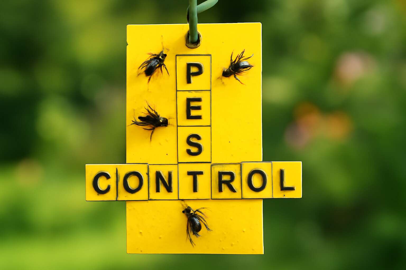 fly traps crossword nyt