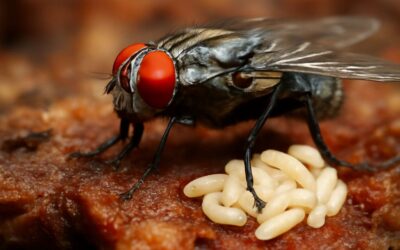 Discover the Fascinating World of Flies That Lay Maggots and Their Surprising Role in Nature