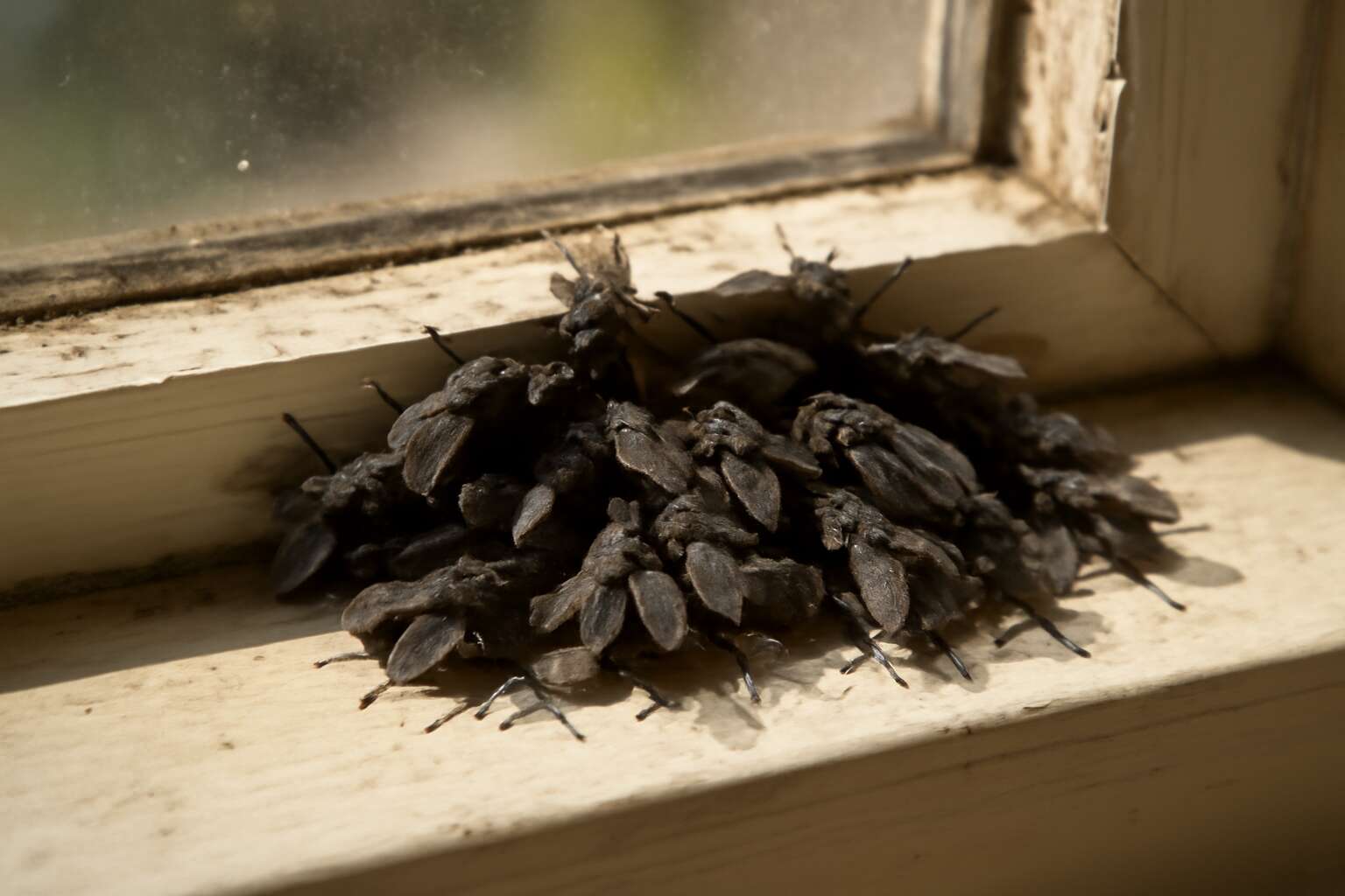 can pest control get rid of cluster flies