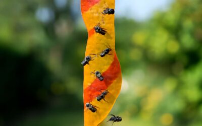 Effective Fly Traps Ribbon: The Easy Solution to Keep Flies Away Naturally