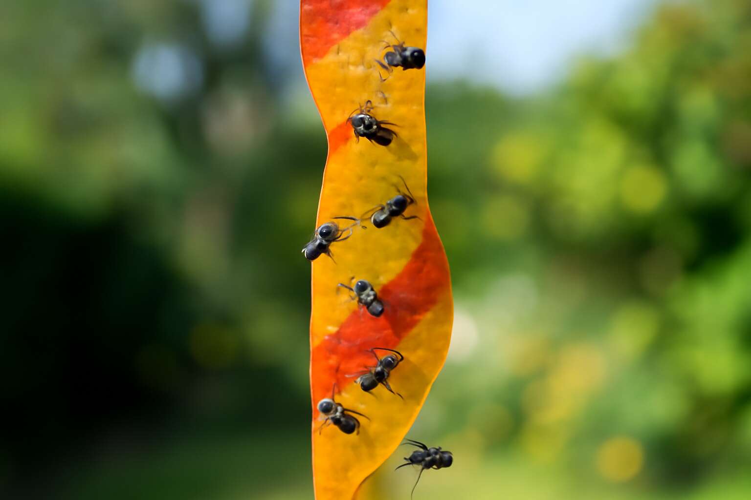 fly traps ribbon