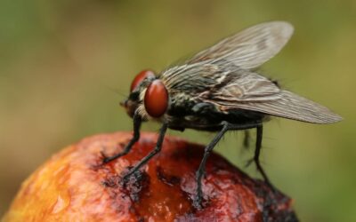 Uncover the fascinating reasons behind the existence of flies: why flies exist and their vital ecological role