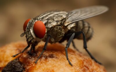 Are Flies Is Carnivore or Omnivore? Unveiling the Surprising Diet of Flies!