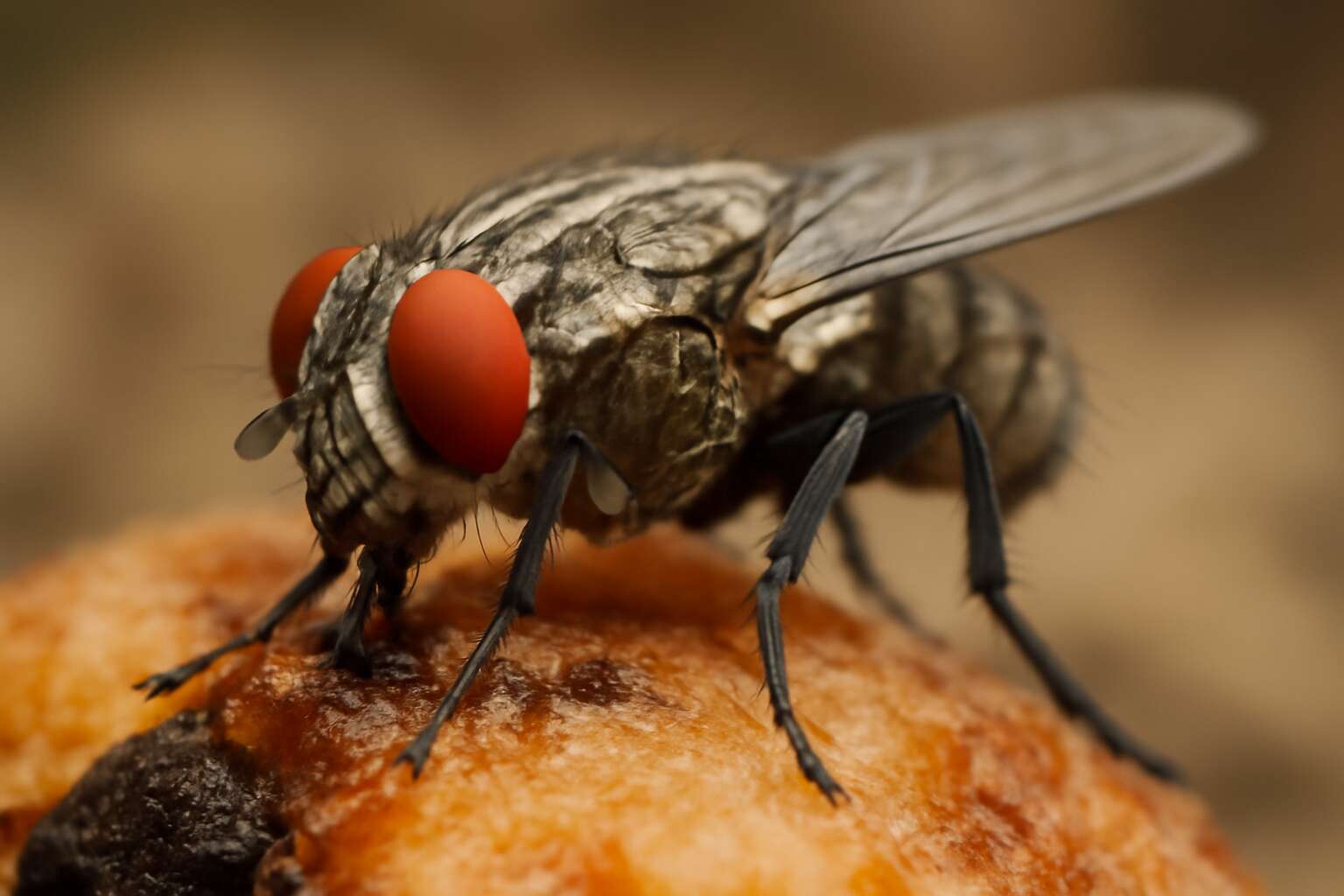 flies is carnivore or omnivore