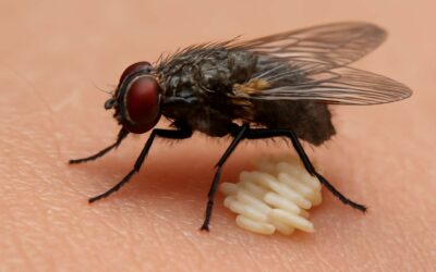 Understanding the Dangers of Flies That Lay Eggs in Skin and How to Protect Yourself