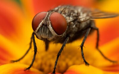 Are Flies Blind? Surprising Truths About Their Vision You Need to Know