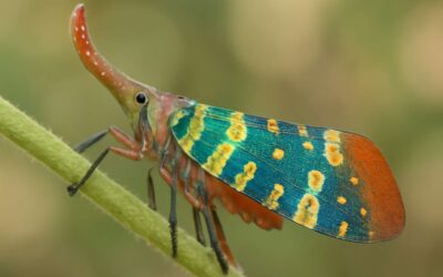 Can Lantern Flies Hurt You? What You Need to Know About Their Potential Risks