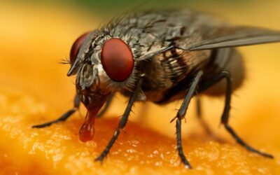 Discover Why Flies Like to Eat: Surprising Facts About Their Favorite Foods and Feeding Habits
