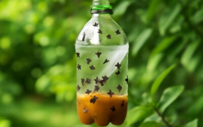 Effective and Easy: Top DIY Fly Traps Homemade for a Bug-Free Home