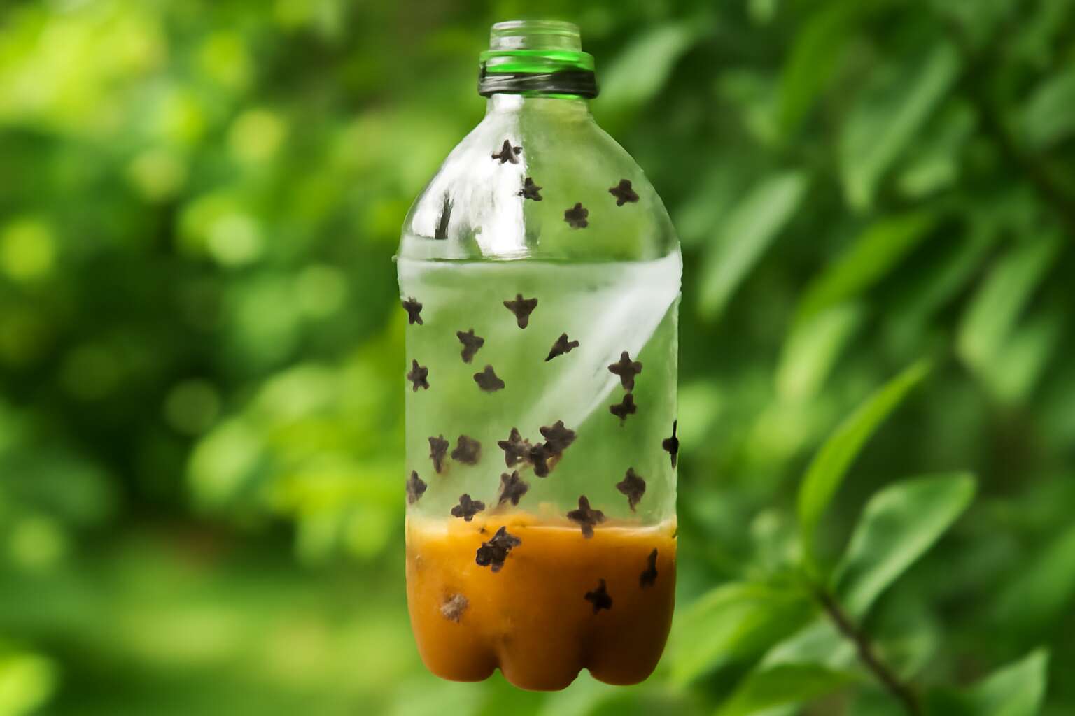 fly traps homemade