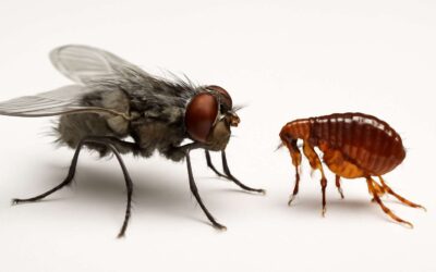 Fly Battles Unveiled: The Ultimate Showdown of Flies vs Fleas