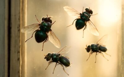 Why Are Flies Near Windows? Discover the Surprising Reasons Behind Flies Near Windows and How to Keep Them Out