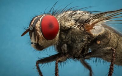 Hidden Microcosms: flies under microscope reveal a minuscule world.