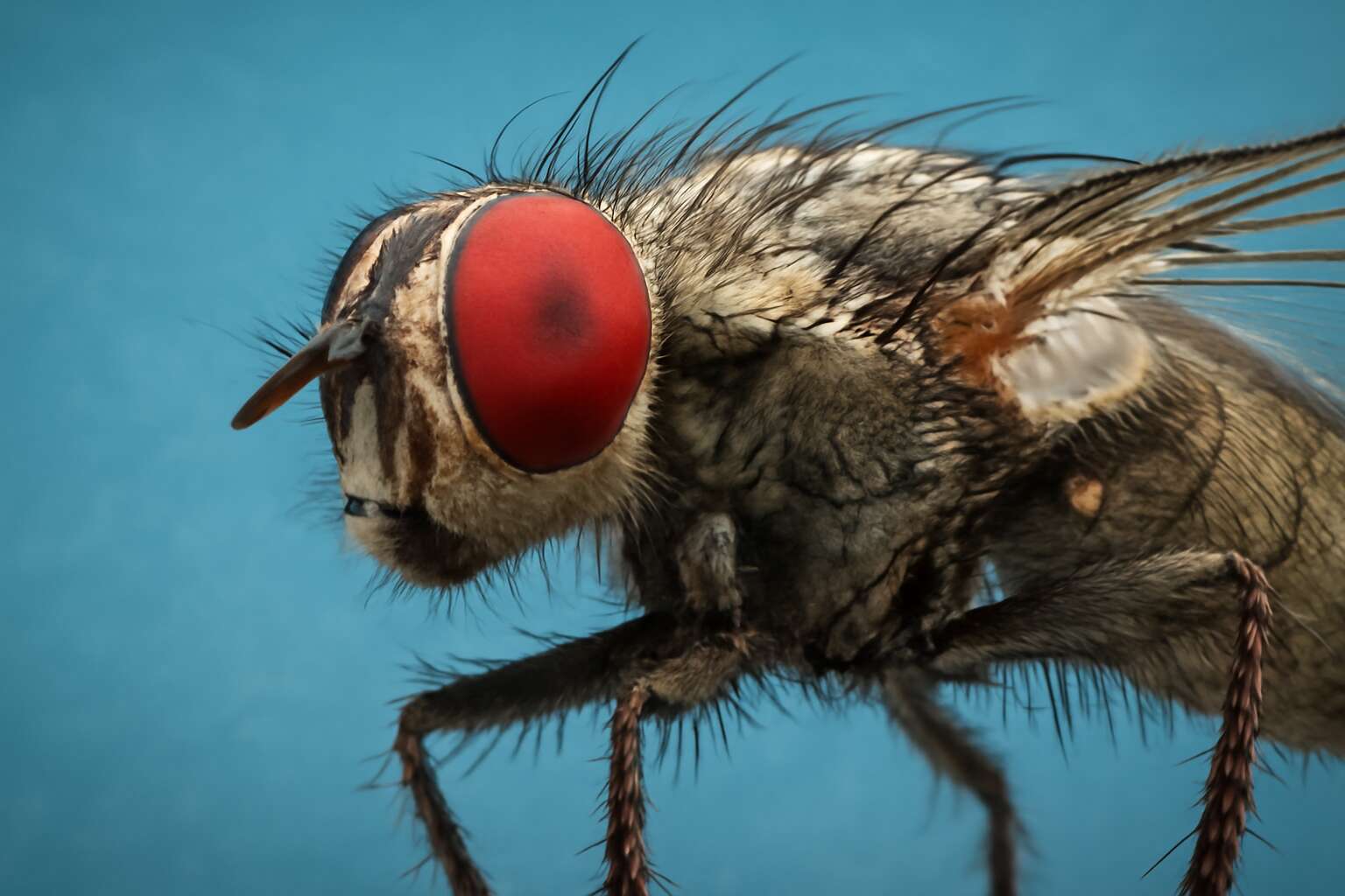 generated_image_6916e3235a5bf.jpg flies under microscope