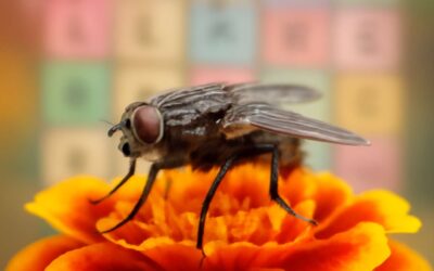 Unlock answers with flies 7 little words: a rapid guide to cracking puzzles