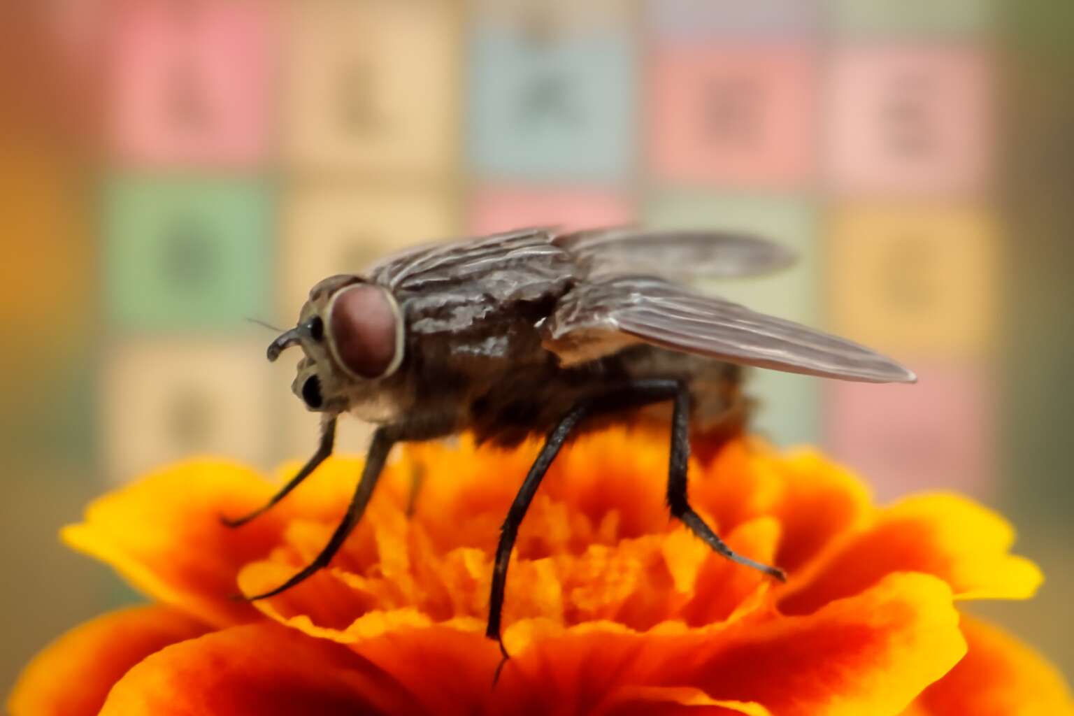 generated_image_6918aabf9d7ce.jpg flies 7 little words