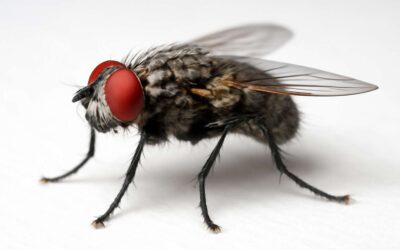 How color vision works in tiny eyes: can flies see white and what it means