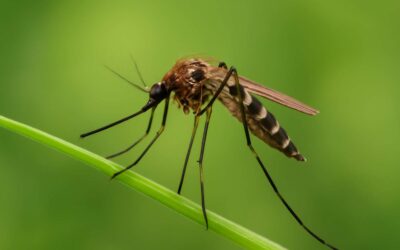 Which pest wins: flies or mosquitoes, and how to beat them?