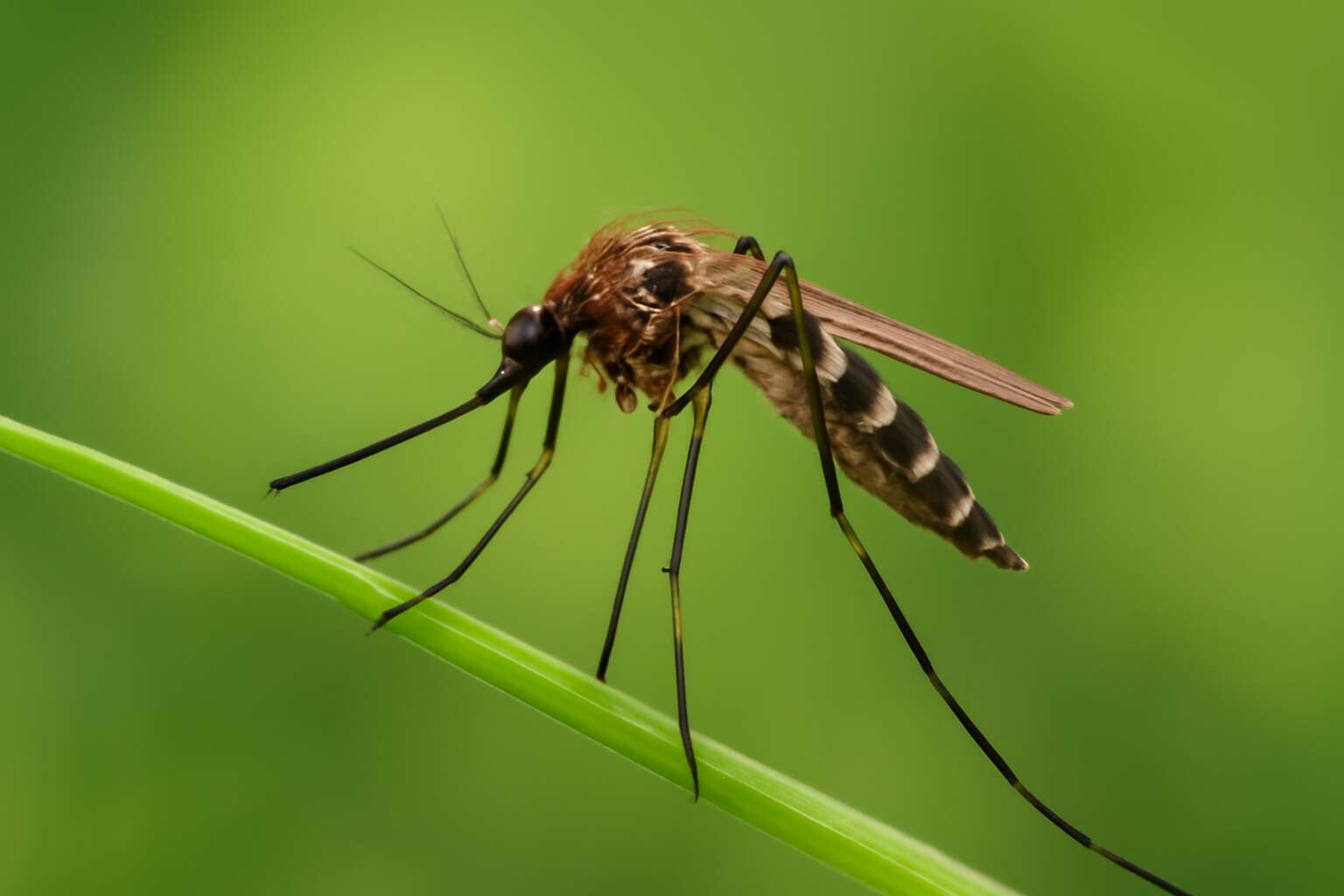 flies or mosquitoes