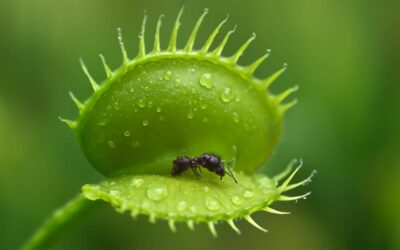 Curious Carnivore: do venus fly traps like ants and what that means for your garden.
