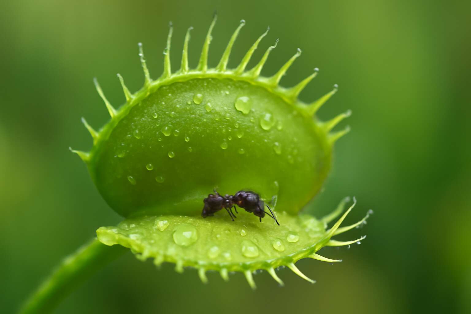 do venus fly traps like ants