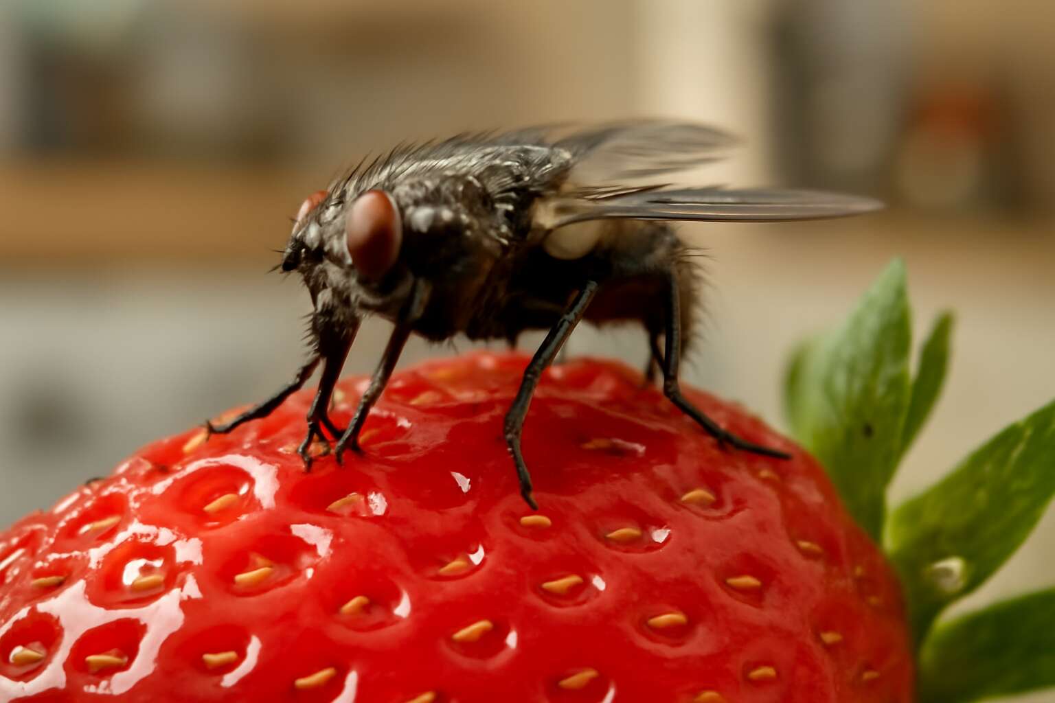 flies landing on food
