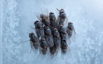 Unlocking the Mystery of flies in winter: How They Survive the Cold