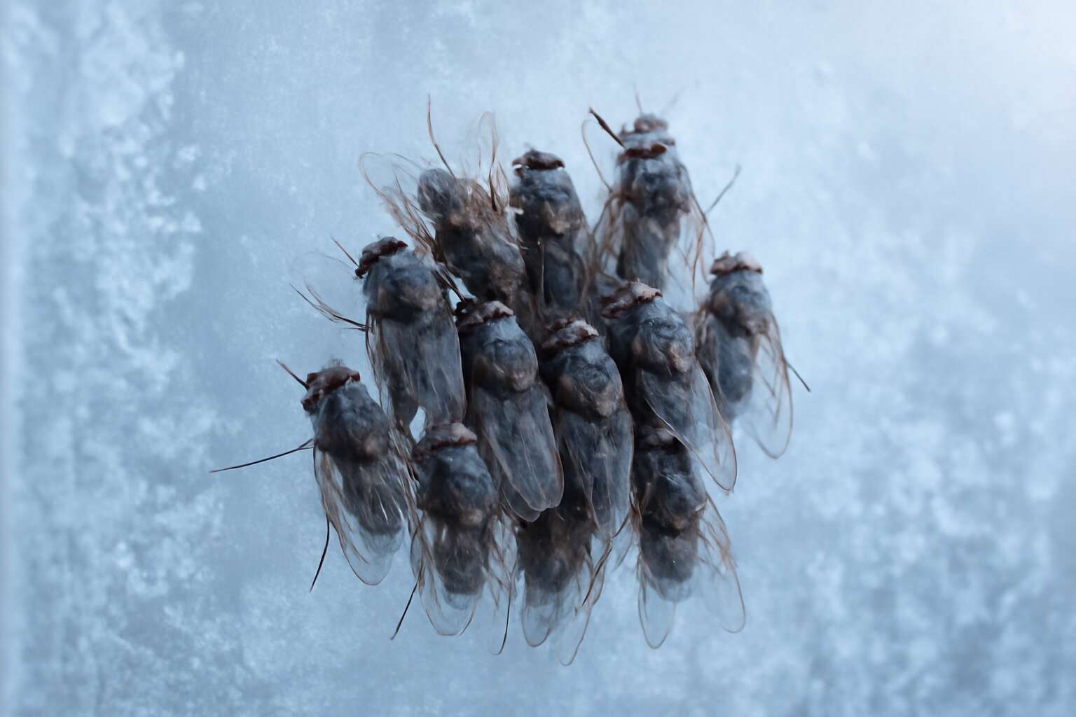 generated_image_6972c937dec05.jpg flies in winter