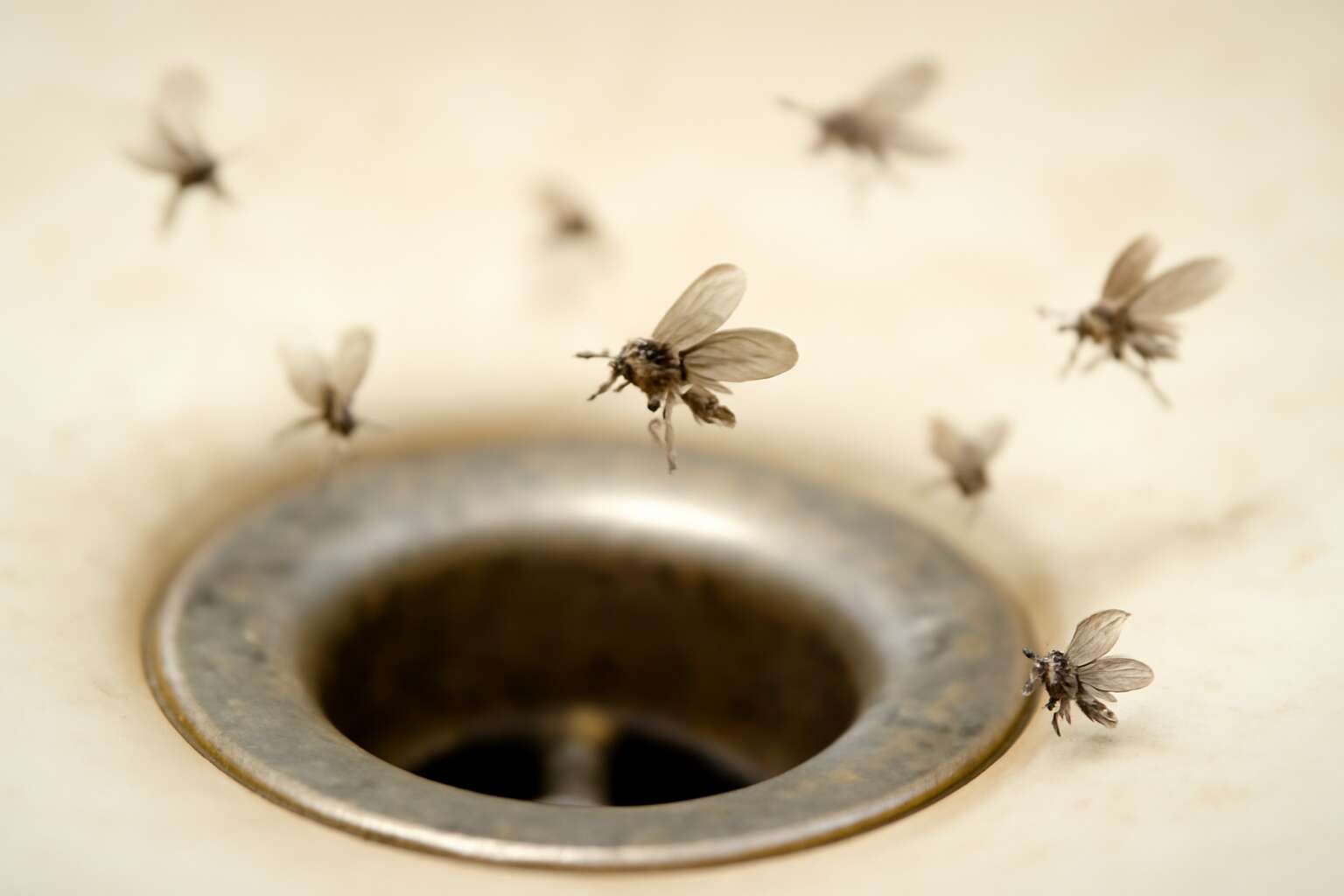 are drain flies harmful