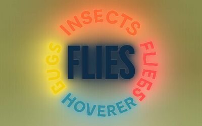 Unlock flies synonym: 12 creative alternatives to spice up your writing