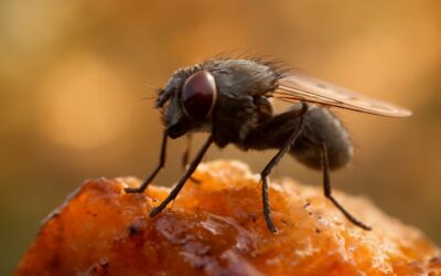 Discover where do flies come from and what fuels their surprising lifecycles.