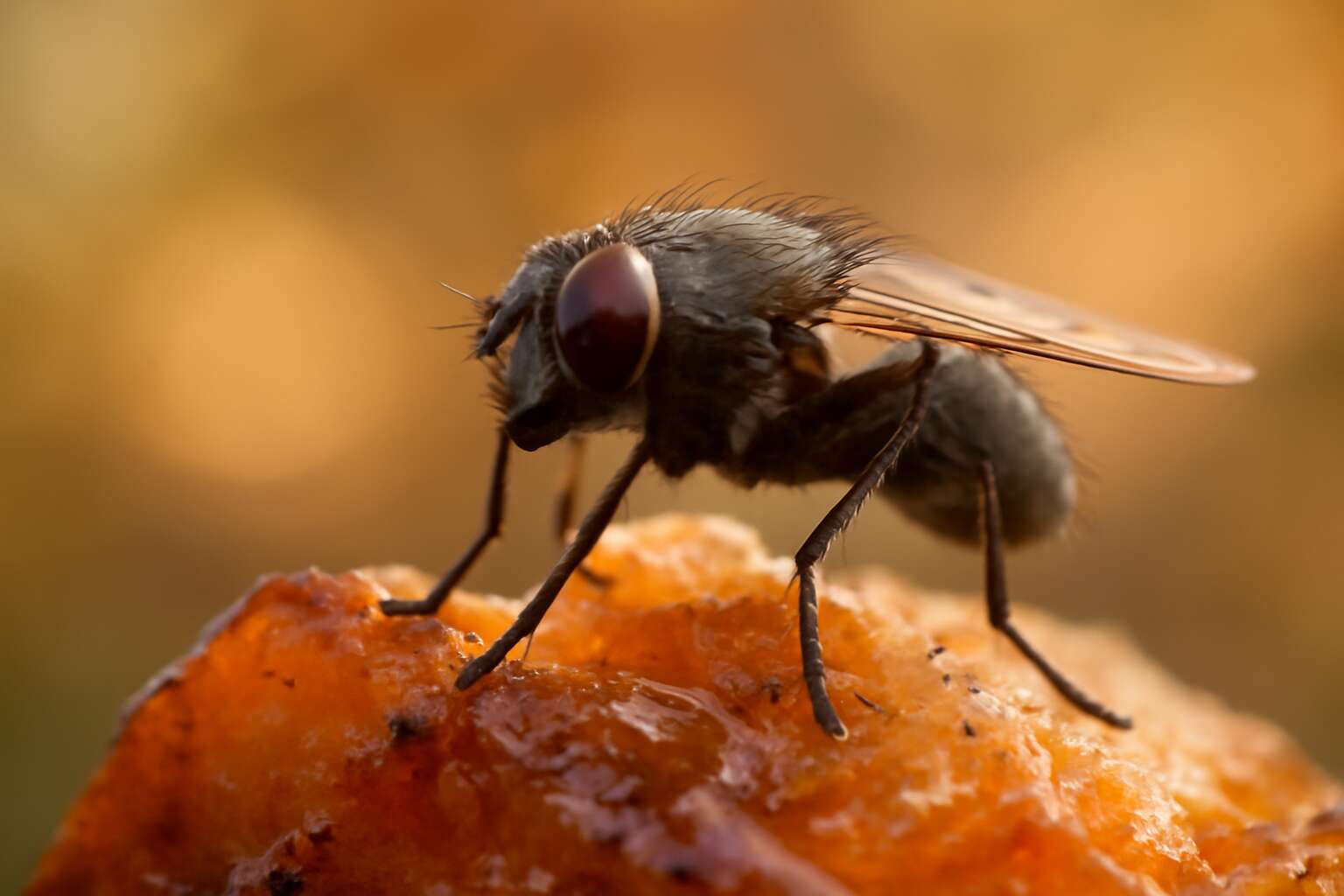 where do flies come from