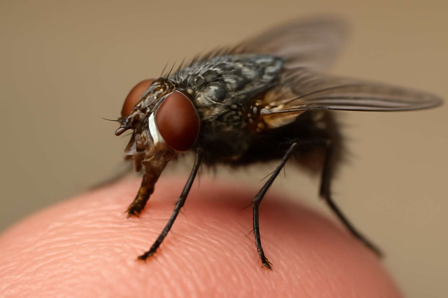 generated_image_69c351b53b20c.jpg can flies bite humans