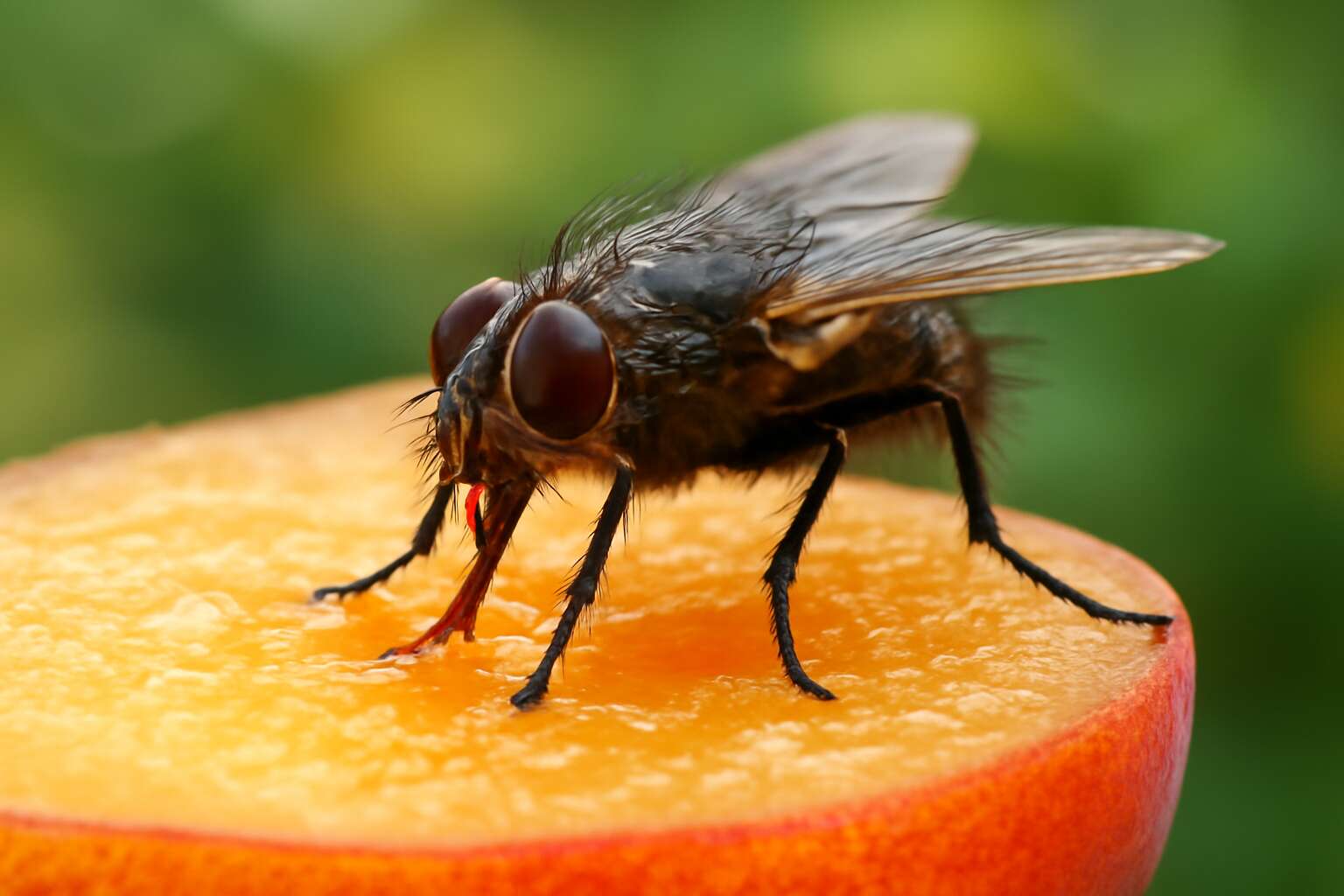 what do flies feed on