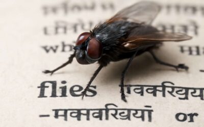 Unveiling flies ka hindi meaning: quick guide to Hindi essentials