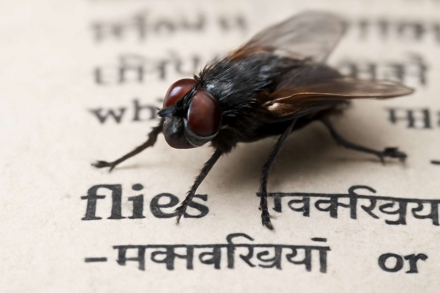 generated_image_69d618f7b5a5e.jpg flies ka hindi meaning