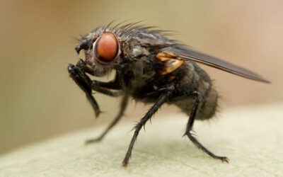 The Mystery of flies rubbing hands: A Whimsical Look at Insect Grooming