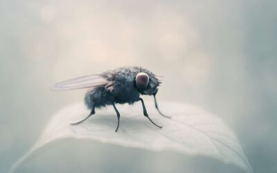 Decoding flies in dream meaning: What Your Night Visions Reveal